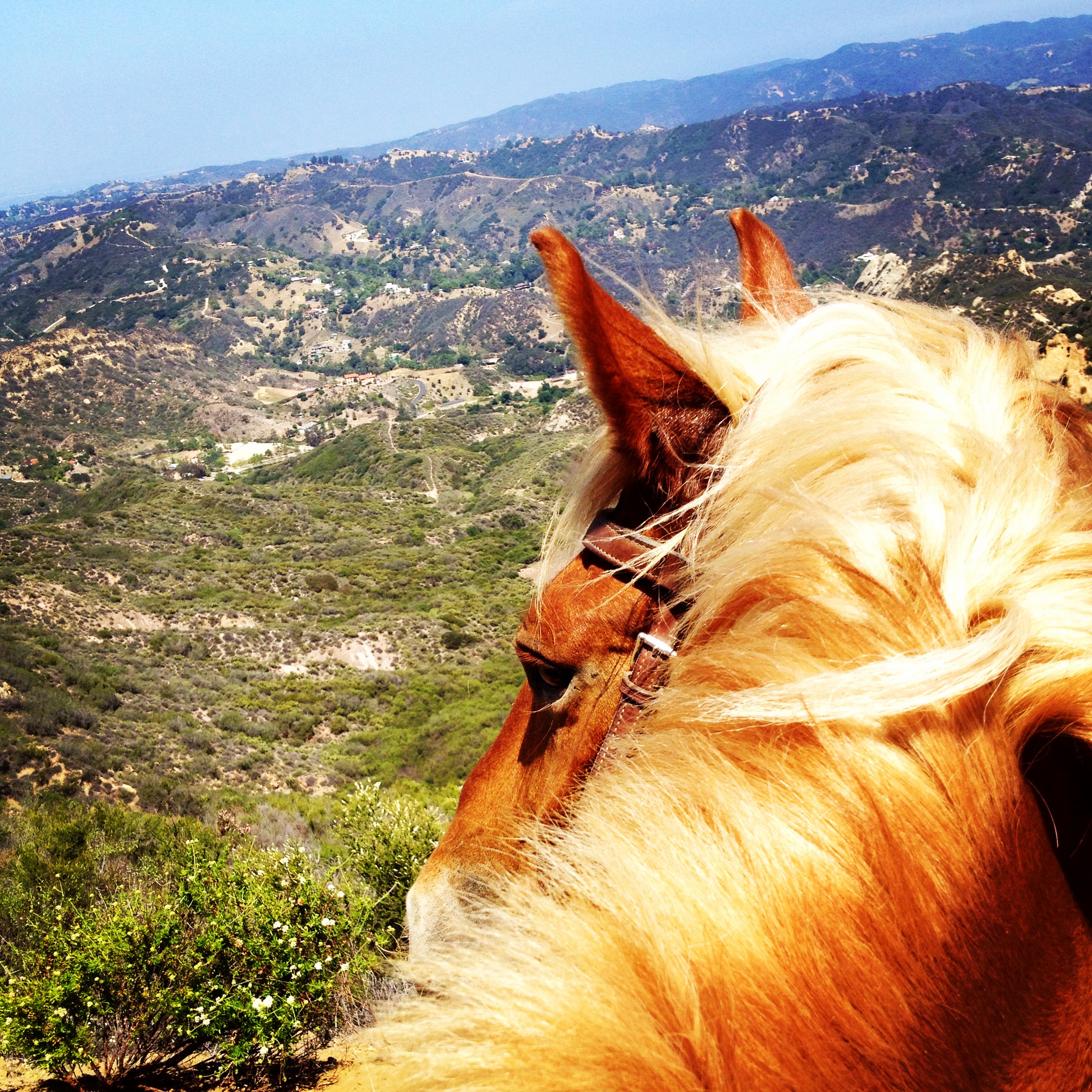 Horse View